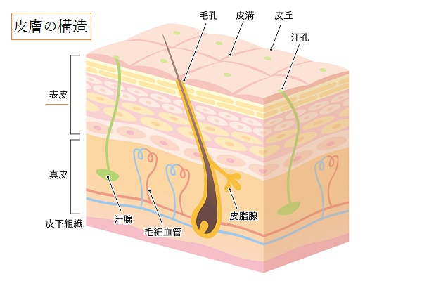 皮膚の構造の画像