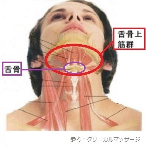 舌骨上筋の画像